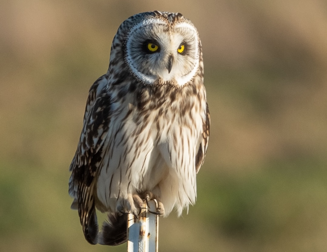 Short-eared owl in flight