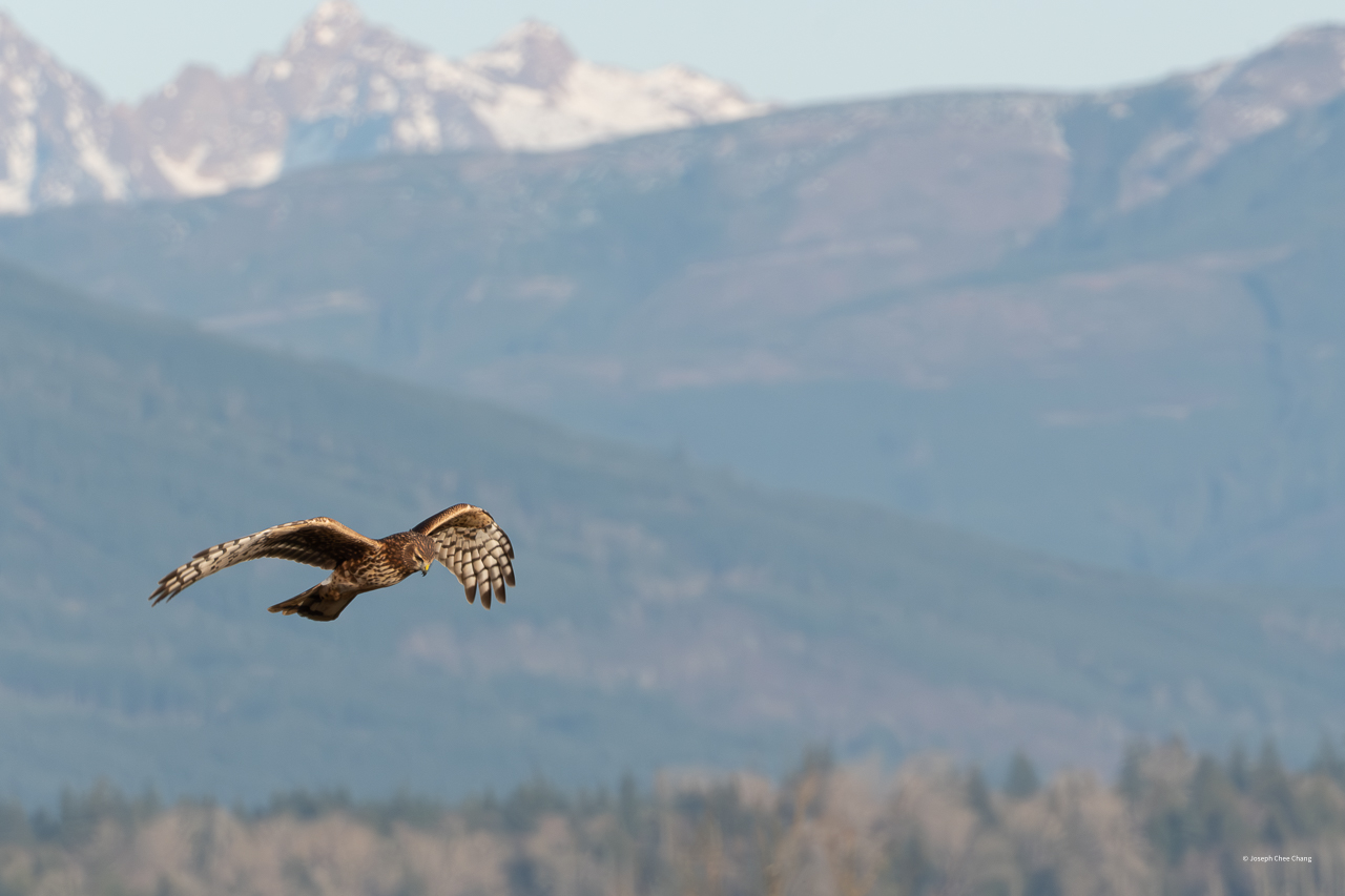 Northern Harrier at Fir Island