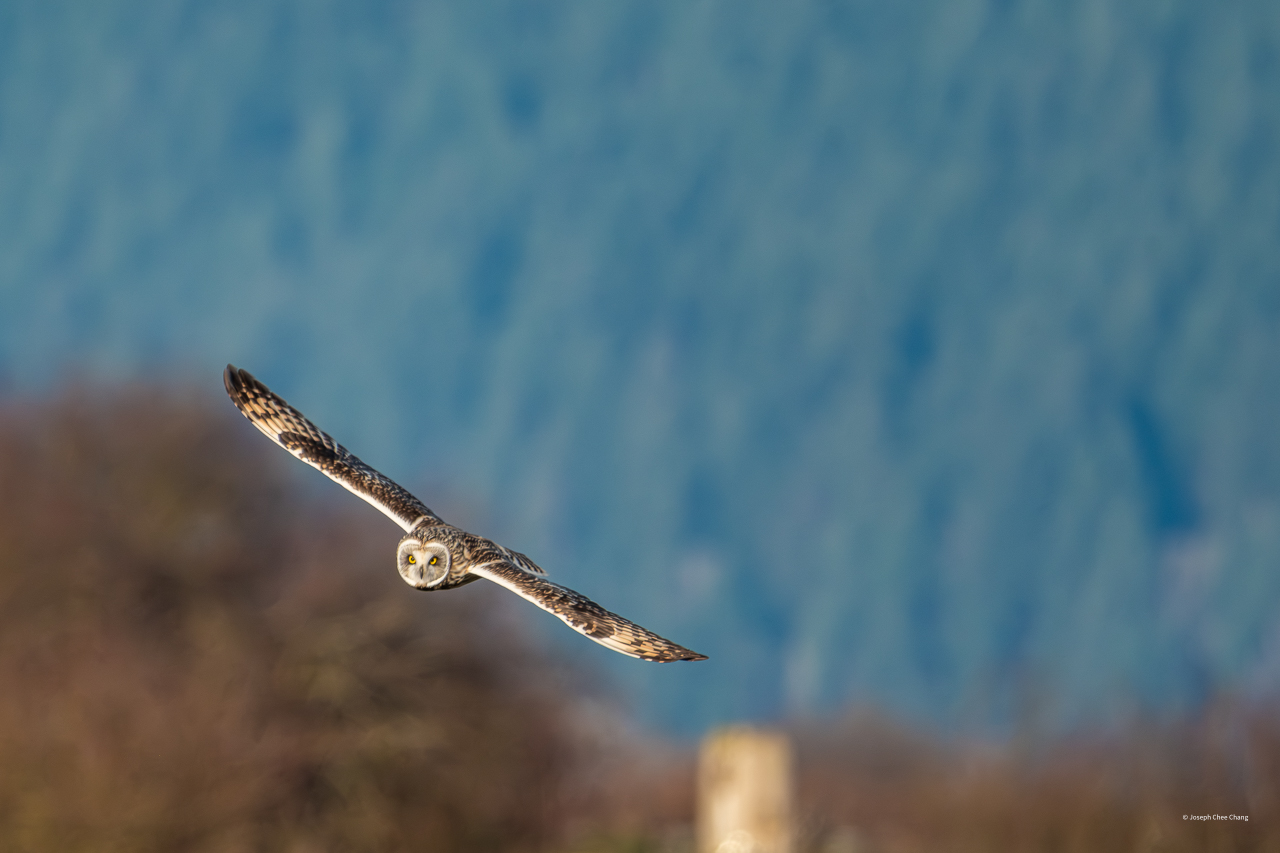 Short-Eared Owl at Fir Island