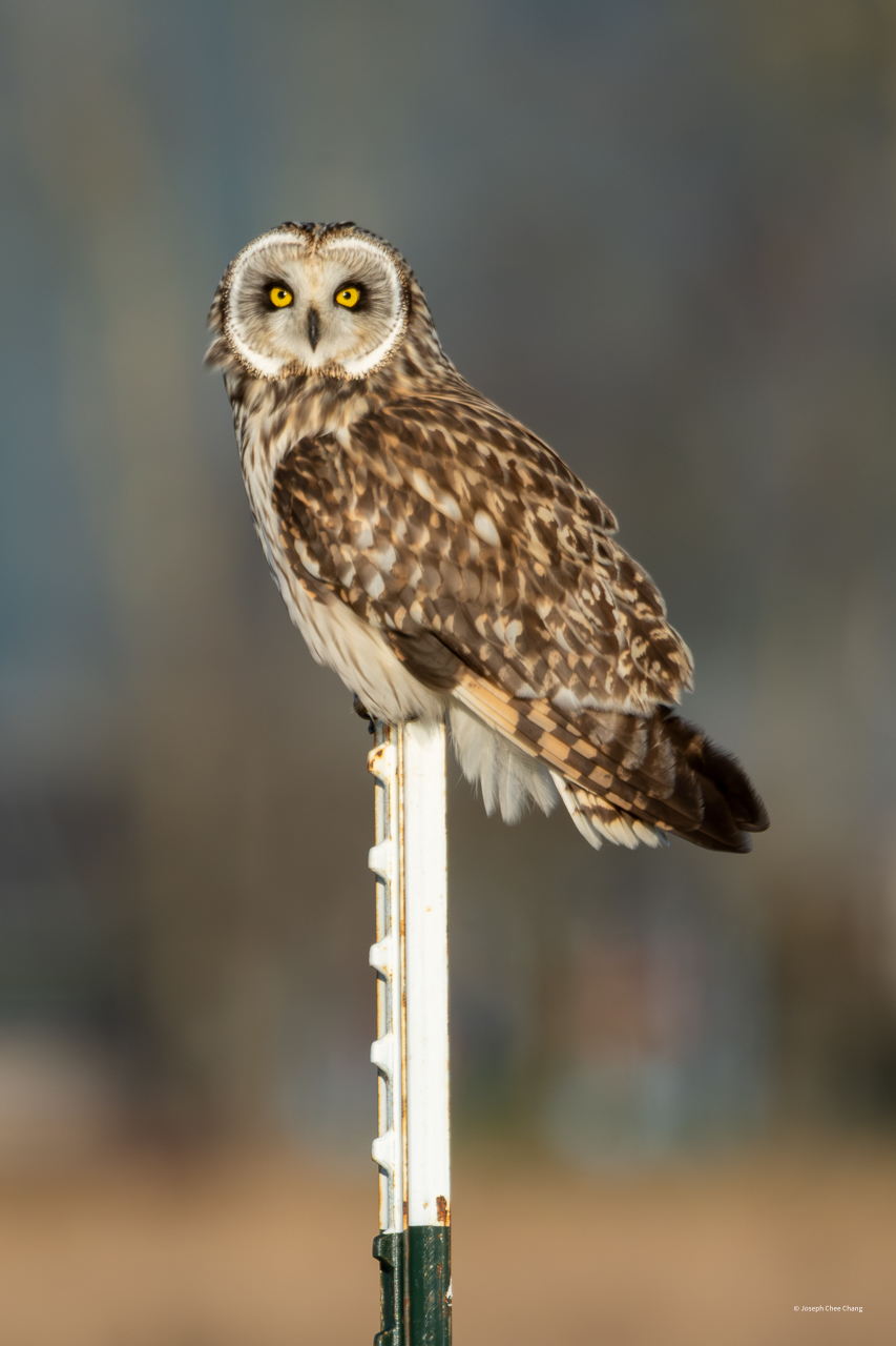Short-Eared Owl at Fir Island