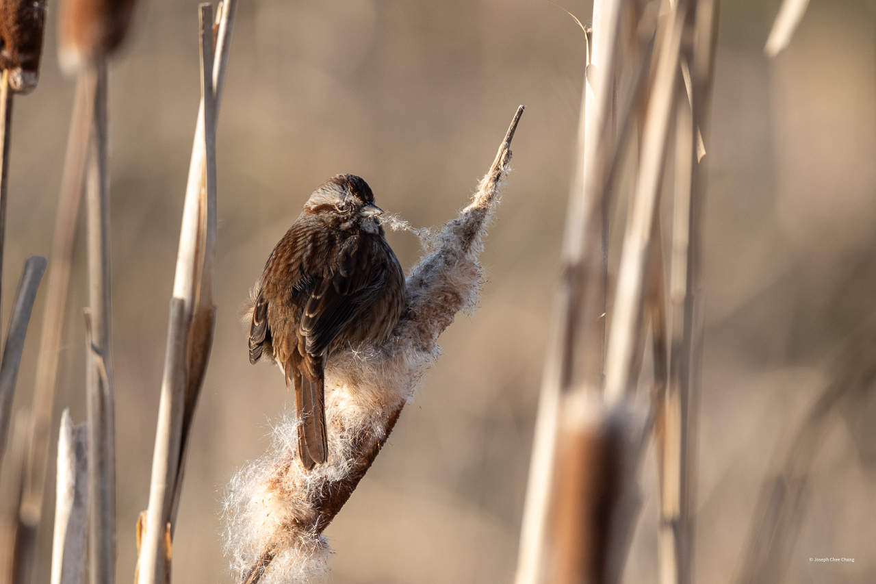 Song Sparrow at Fir Island