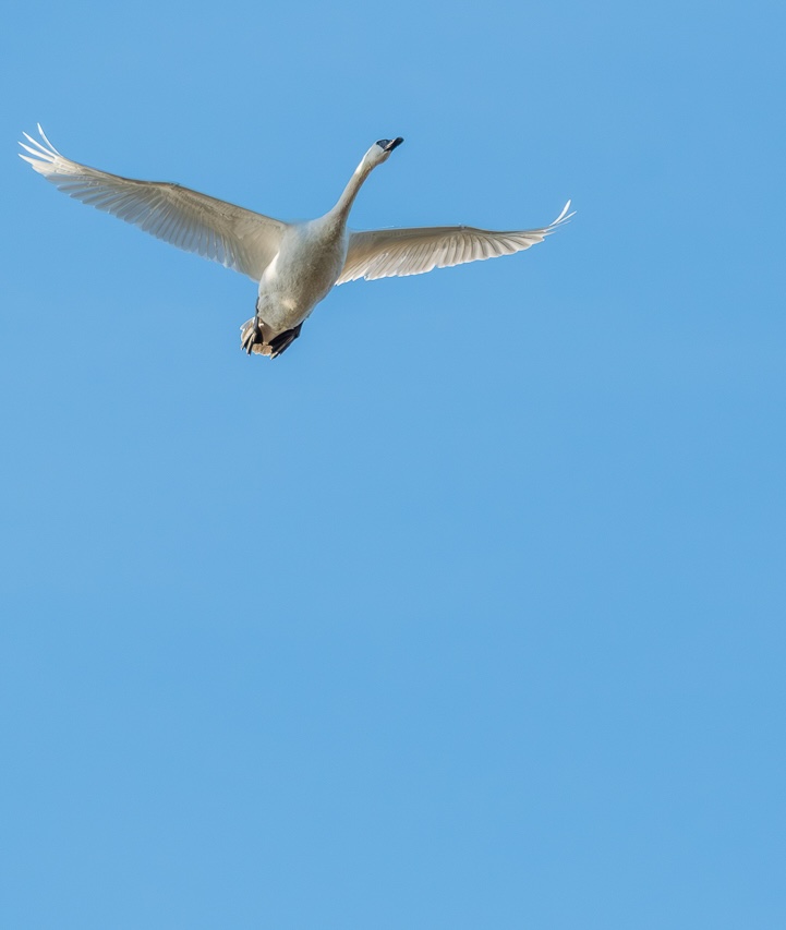 Trumpeter Swan at Fir Island