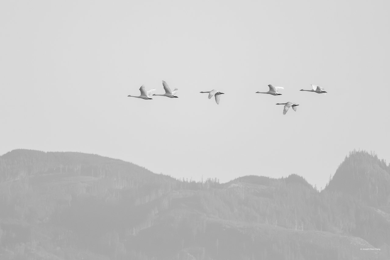 Trumpeter Swan at Fir Island