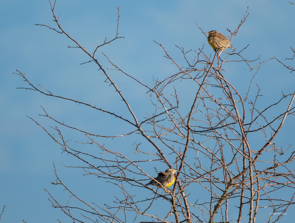 Western Meadowlark at Fir Island