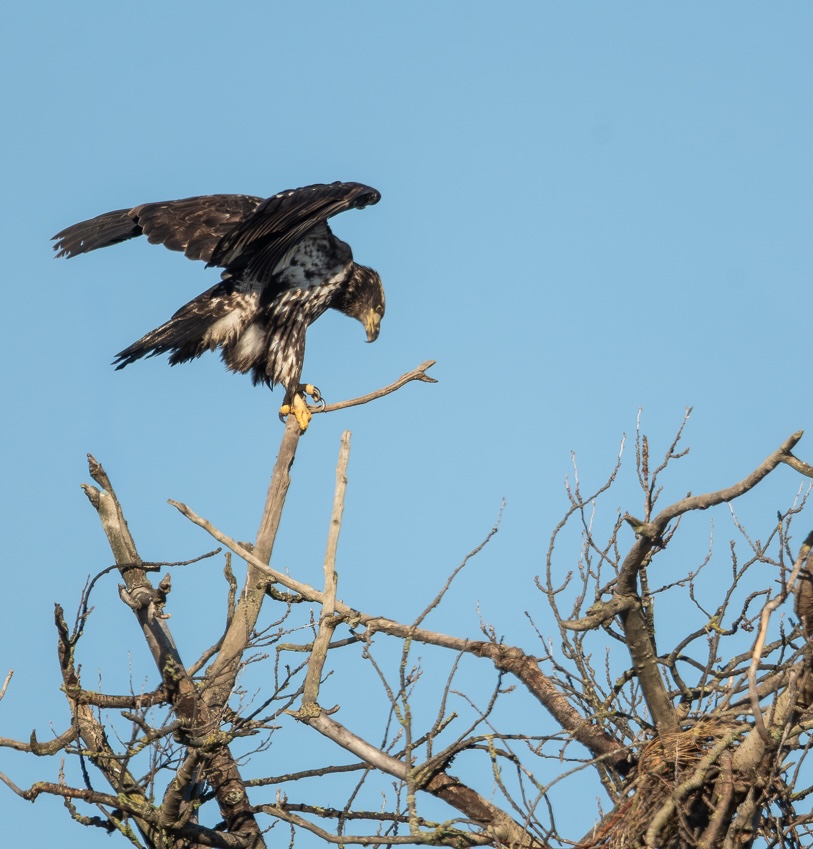 Young Bald Eagle at Fir Island