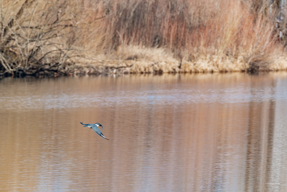 Belted Kingfisher at Mattoon Lake