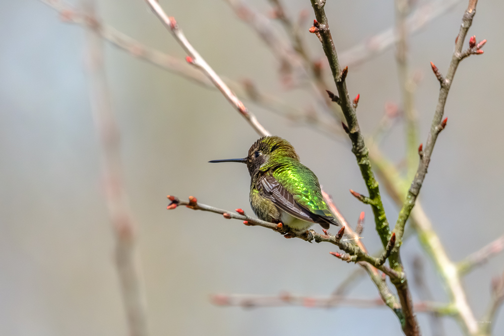 Anna's Hummingbird at Union Bay | Humming Birds
