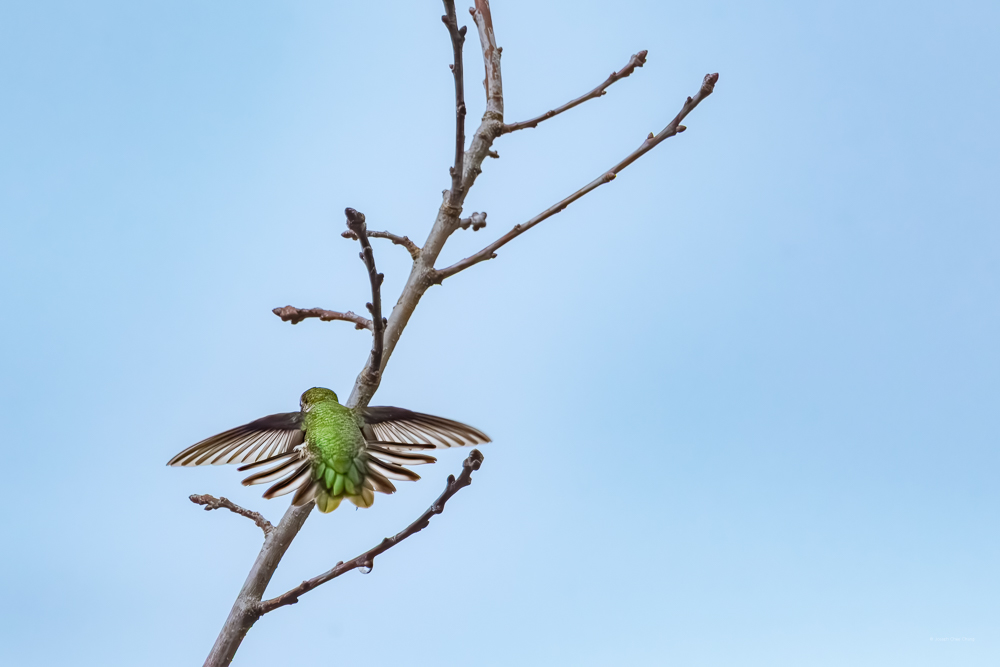 Anna's Hummingbird at Union Bay | Humming Birds