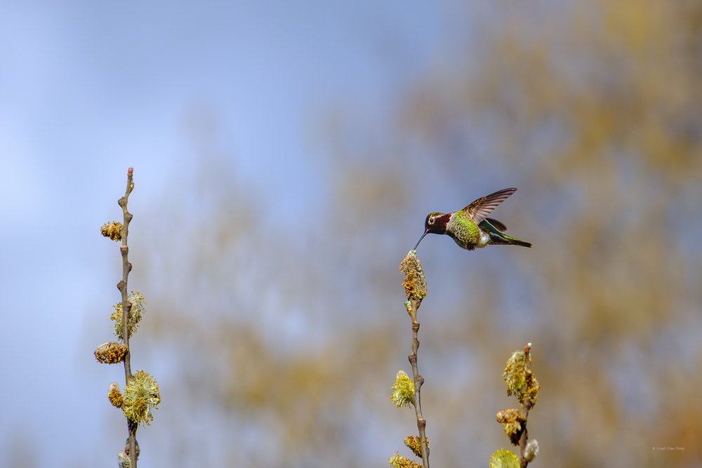 Anna's Hummingbird at Union Bay | Humming Birds