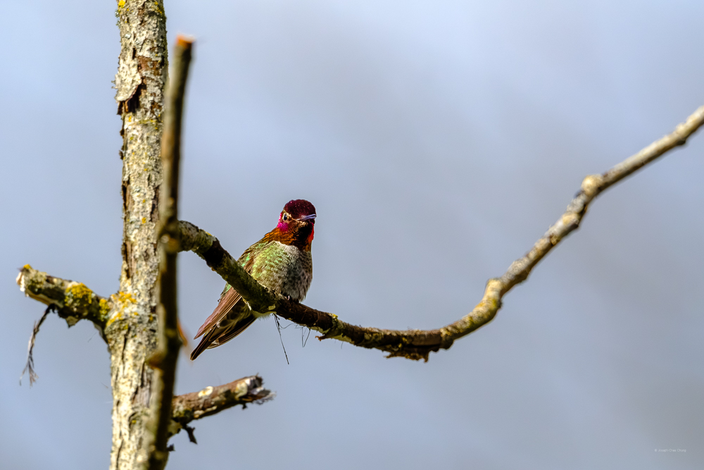 Anna's Hummingbird at Union Bay | Humming Birds