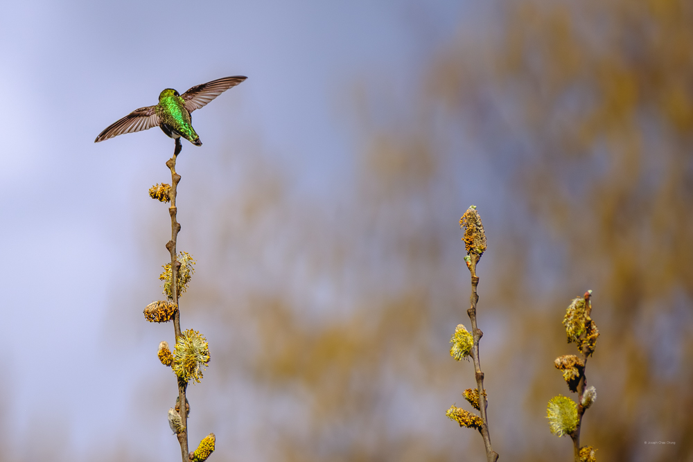 Anna's Hummingbird at Union Bay | Humming Birds