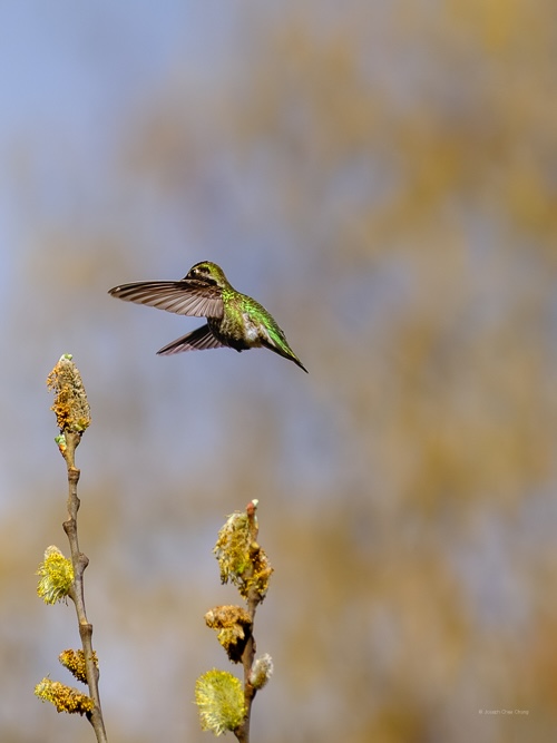 Anna's Hummingbird at Union Bay | Humming Birds
