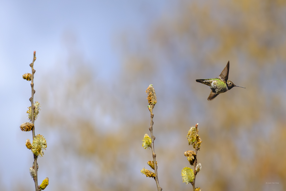 Anna's Hummingbird at Union Bay | Humming Birds