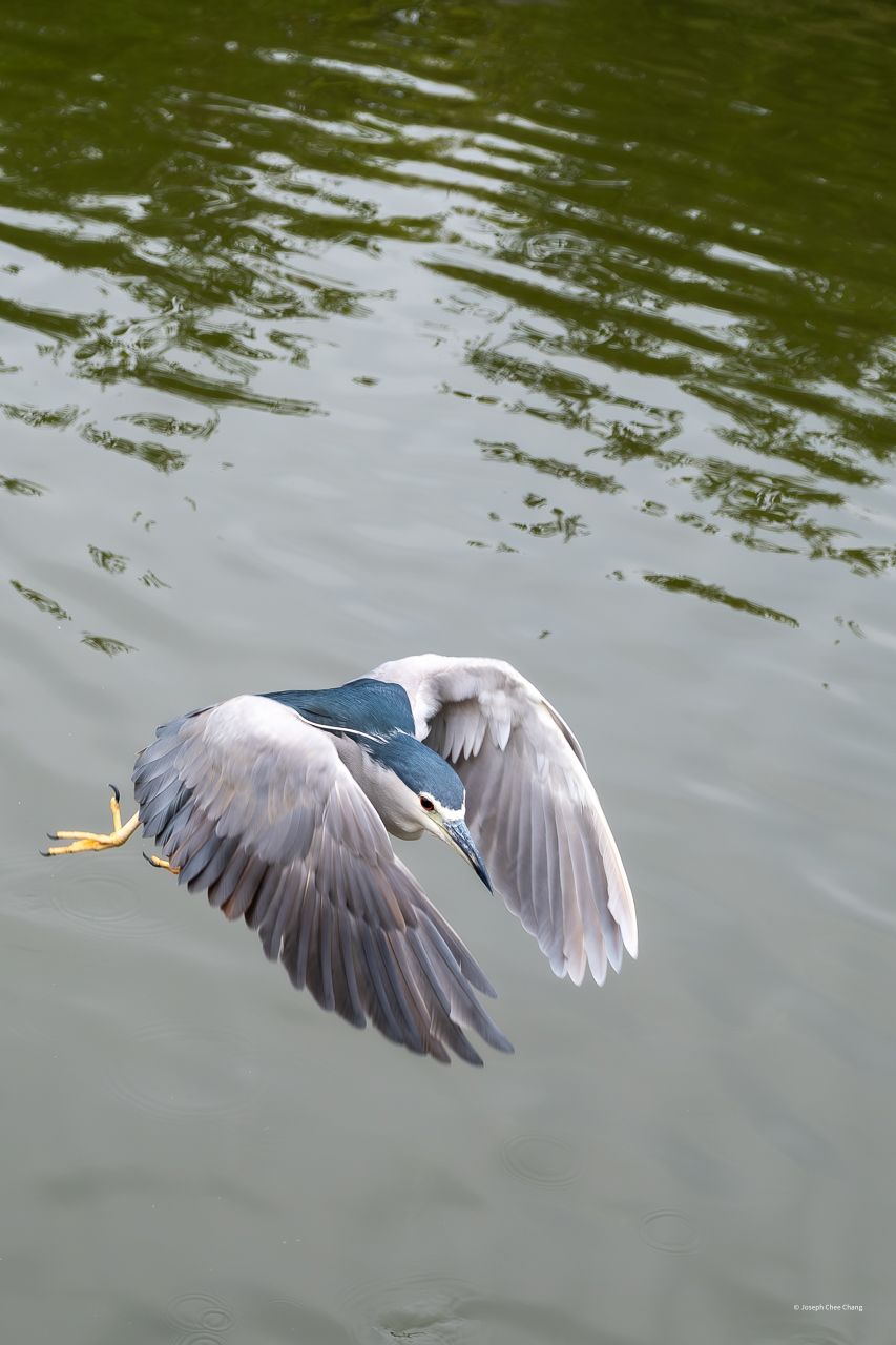 Black-crowned Night Heron at Taiwan