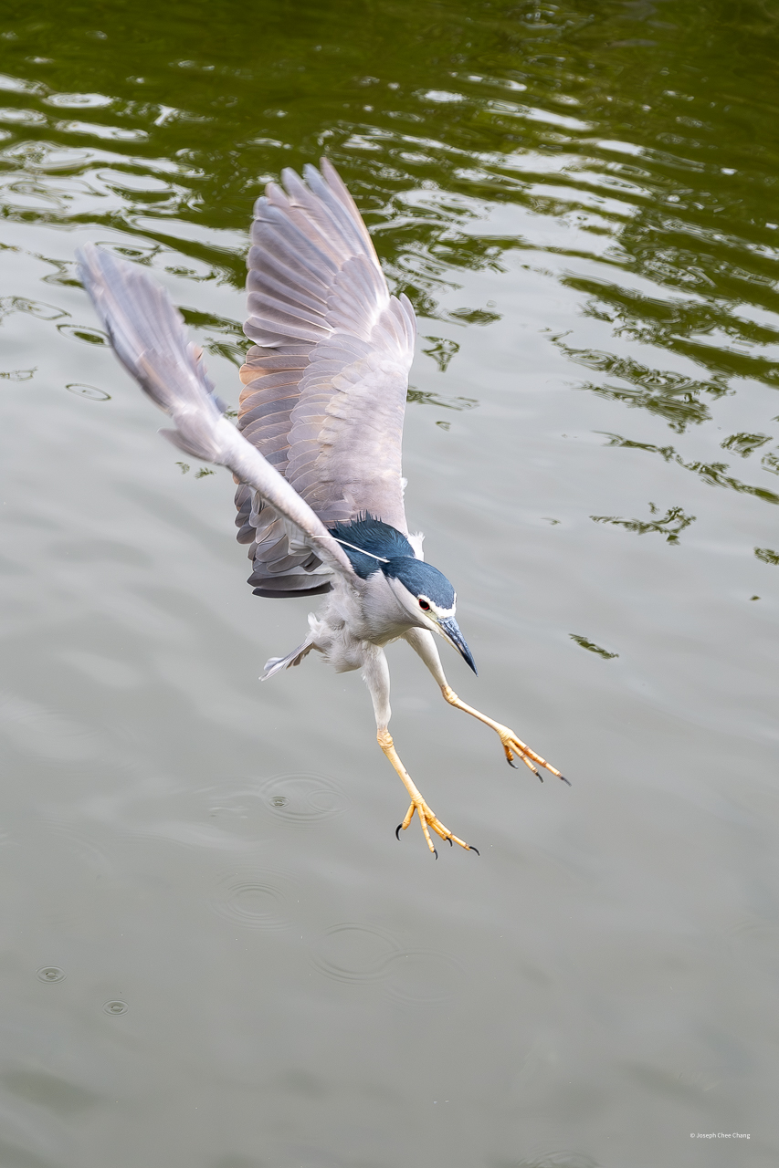 Black-crowned Night Heron at Taiwan