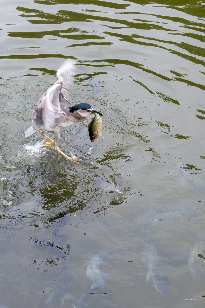 Black-crowned Night Heron at Taiwan