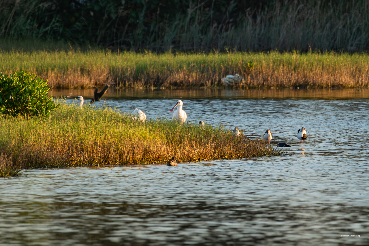 Black-faced Spoonbill (rare) at Taiwan