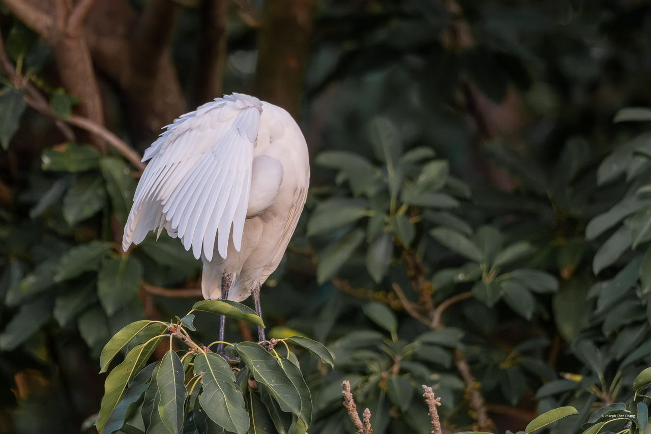Cattle Egret at Taiwan
