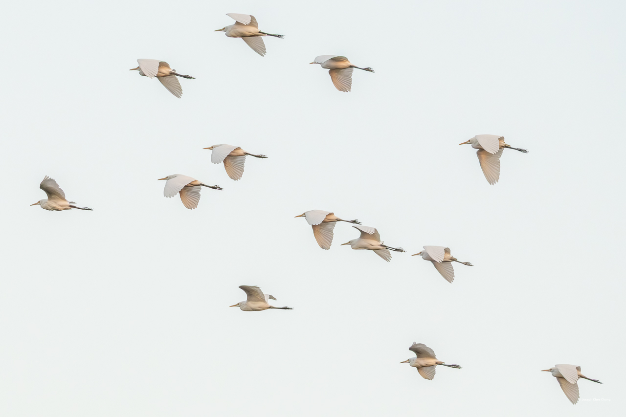 Cattle Egret at Taiwan