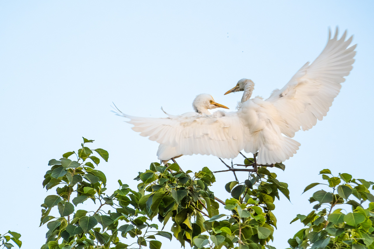 Cattle Egret at Taiwan