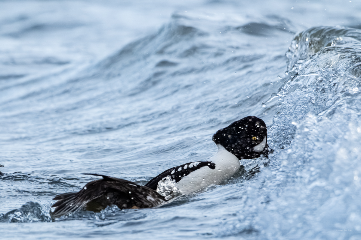 Barrow's Goldeneye at Carkeek Park