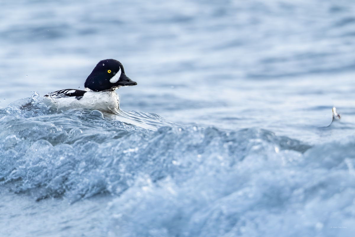 Barrow's Goldeneye at Carkeek Park