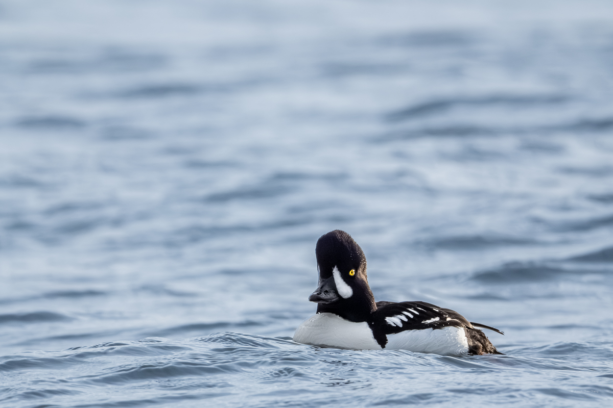 Barrow's Goldeneye at Carkeek Park