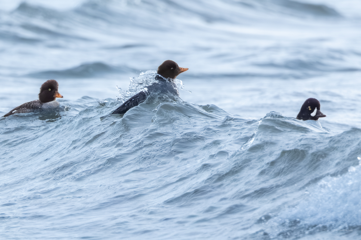 Barrow's Goldeneye at Carkeek Park