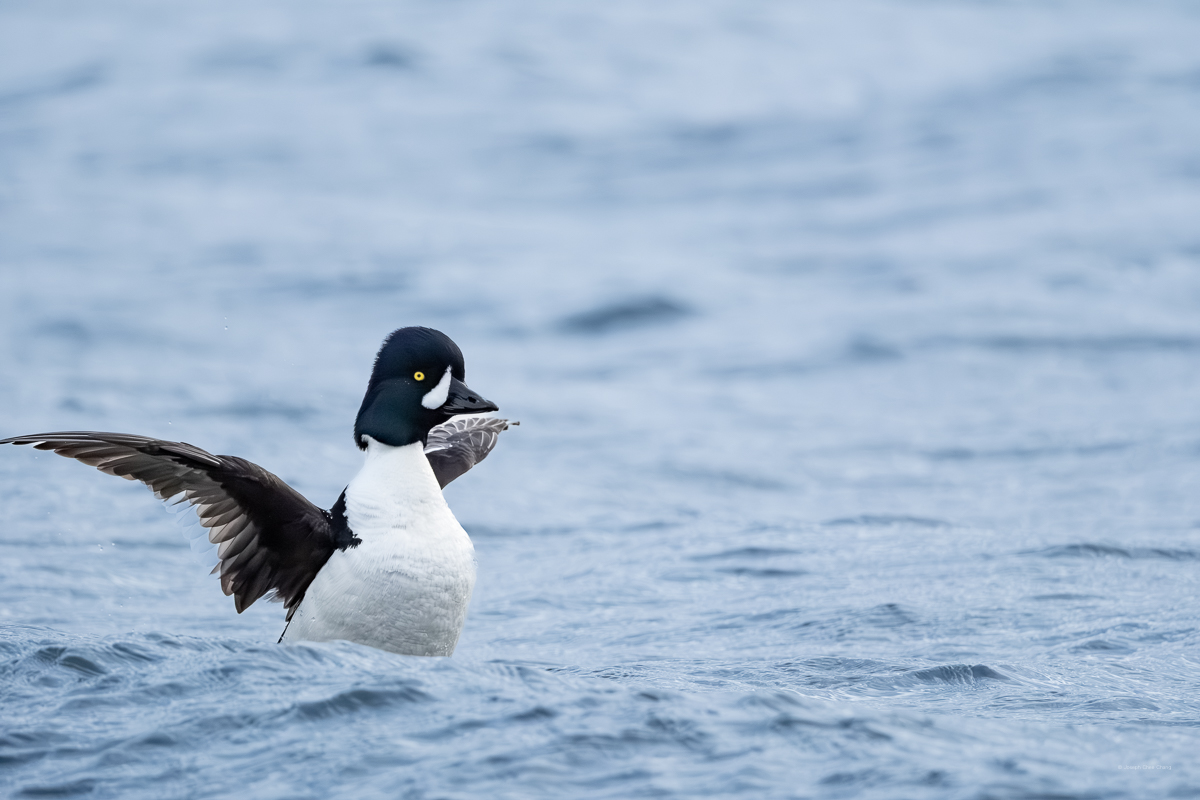 Barrow's Goldeneye at Carkeek Park