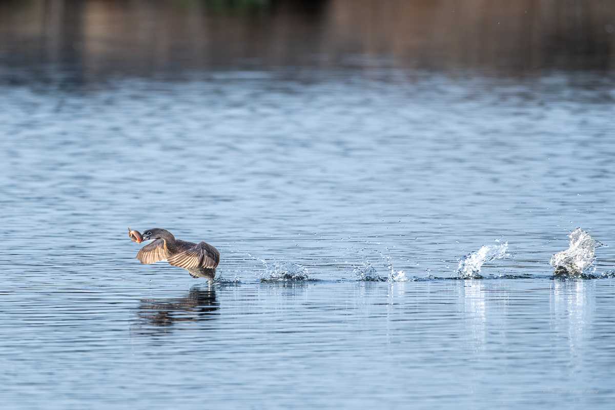 Pied-billed Grebe at Union Bay