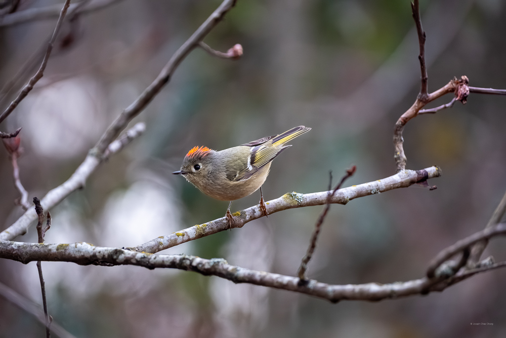 Ruby-crowned Kinglet at Union Bay
