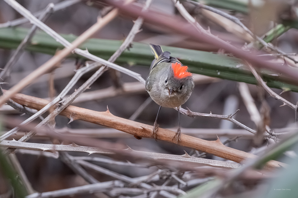 Ruby-crowned Kinglet at Union Bay