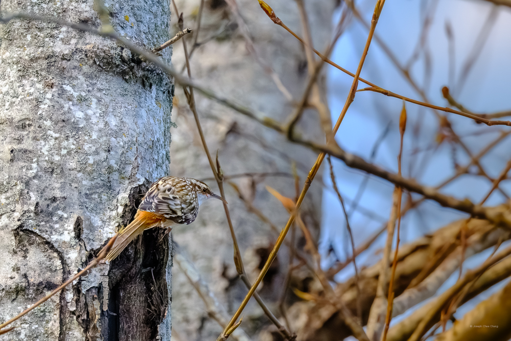 Brown Creeper at Union Bay