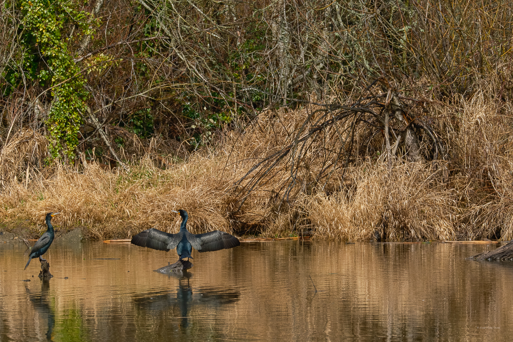 Double-Crested Cormorant at Union Bay