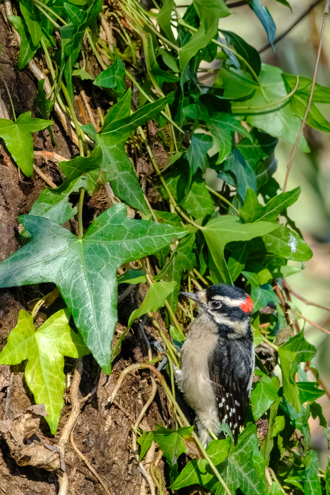 Downey Woodpecker at Union Bay