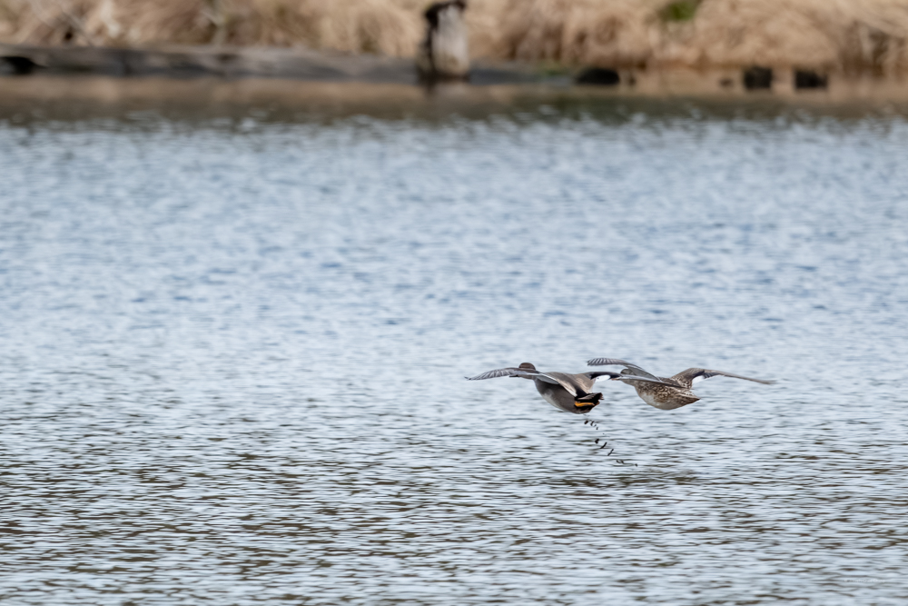 Gadwall at Union Bay