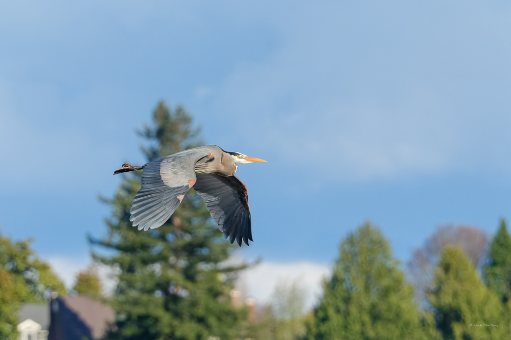 Great Blue Heron at Union Bay