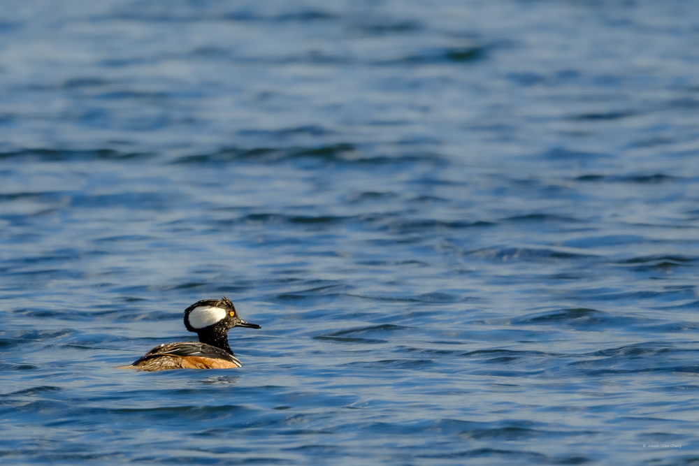 Hooded Merganser at Union Bay