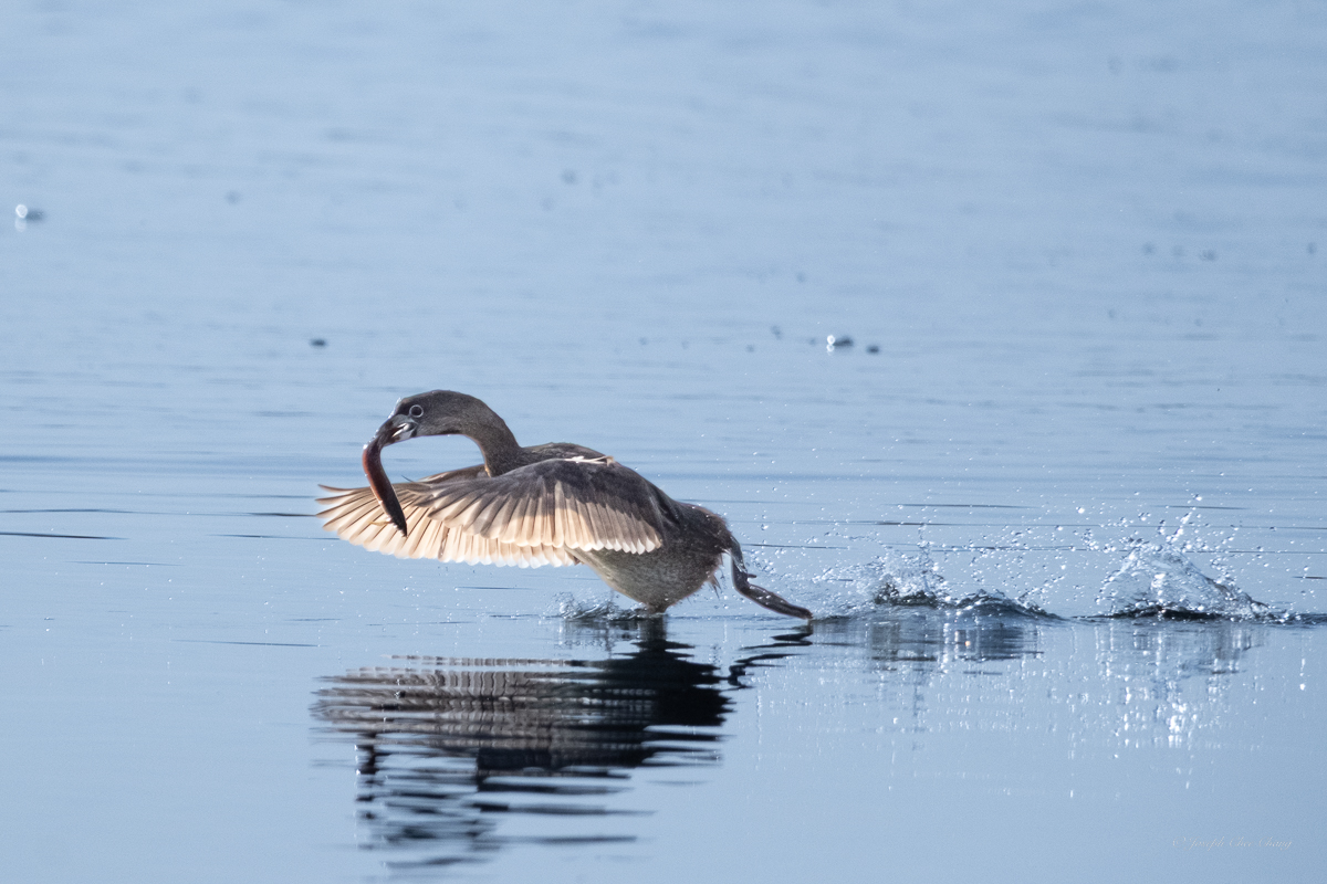 Pied-billed Grebe at Union Bay
