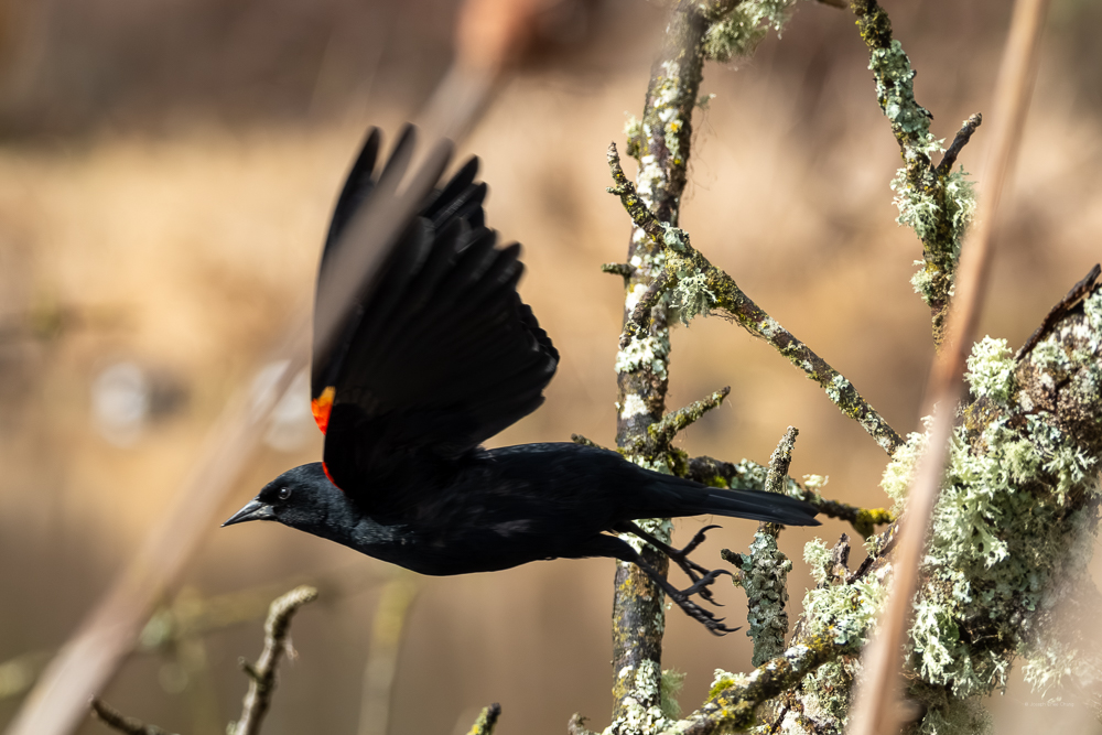 Red-winged Blackbird at Union Bay