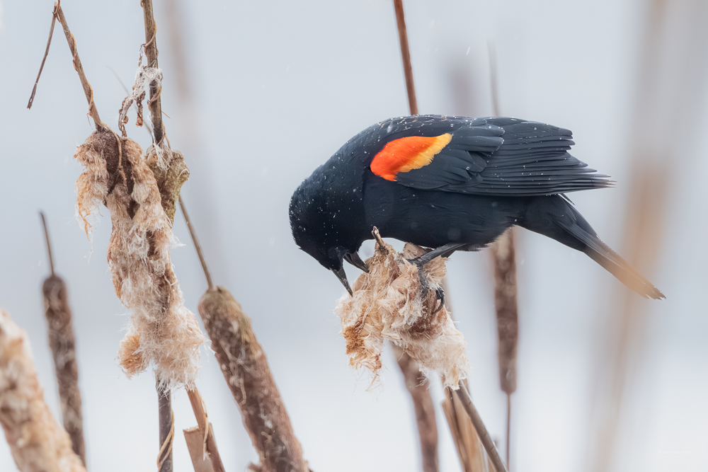 Red-winged Blackbird at Union Bay