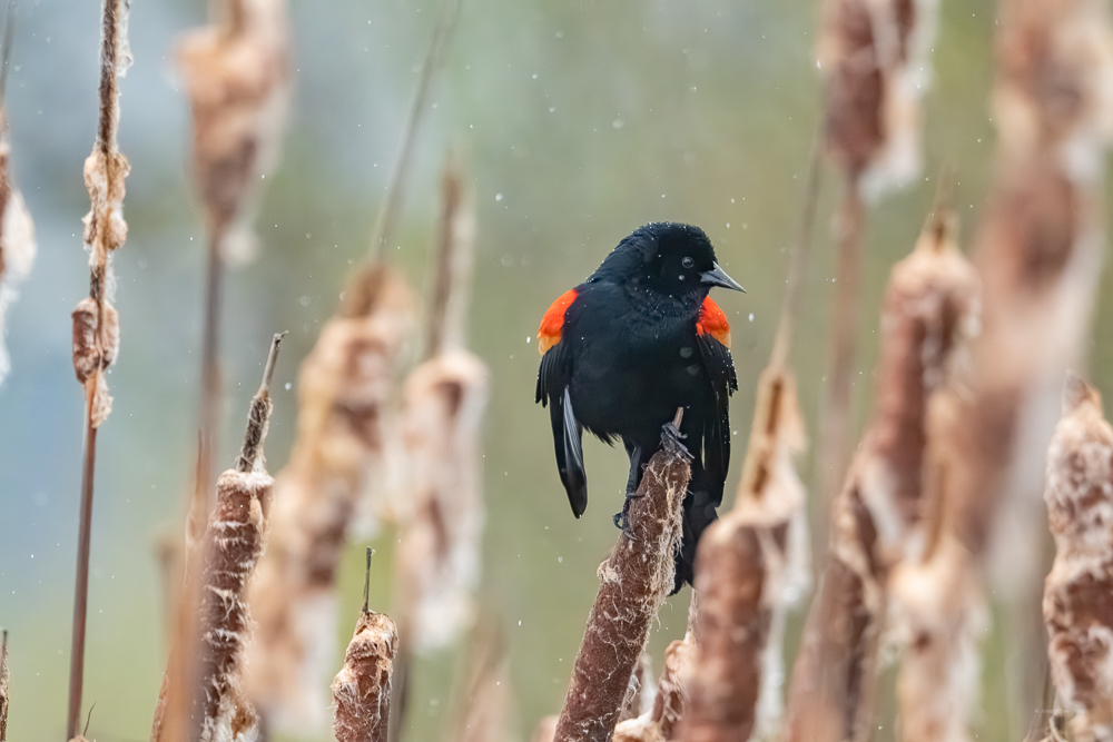 Red-winged Blackbird at Union Bay