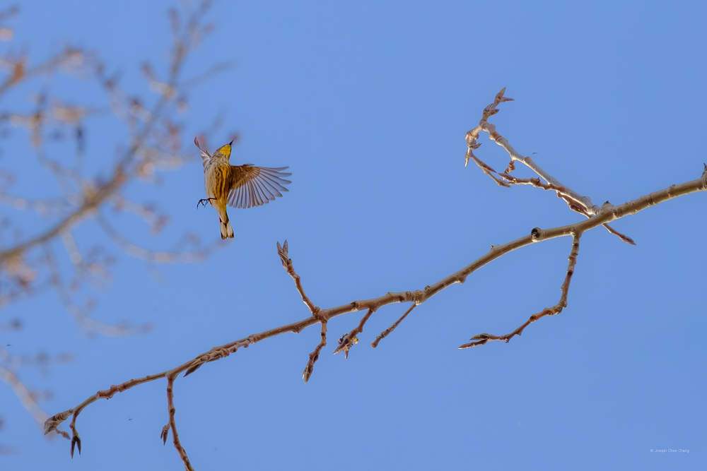 Yellow-rumped Warbler at Union Bay