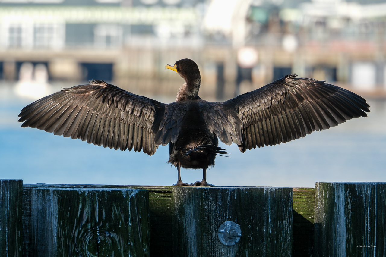 Double-crested Cormorant at Bainbridge Island