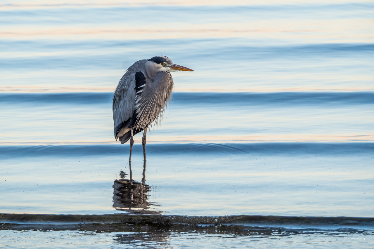 Great Blue Heron at Bainbridge Island