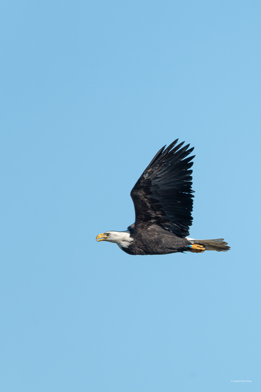 Bald Eagle at Fir Island