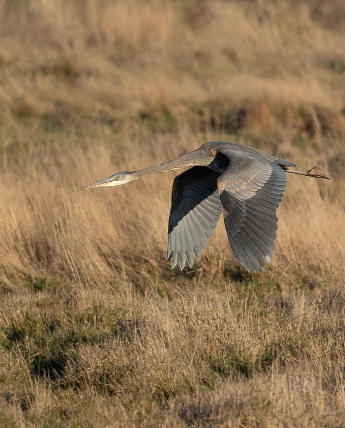 Great Blue Heron at Fir Island