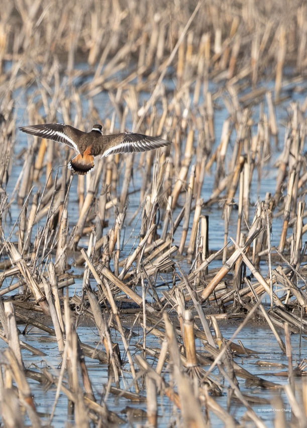 Killdeer at Fir Island