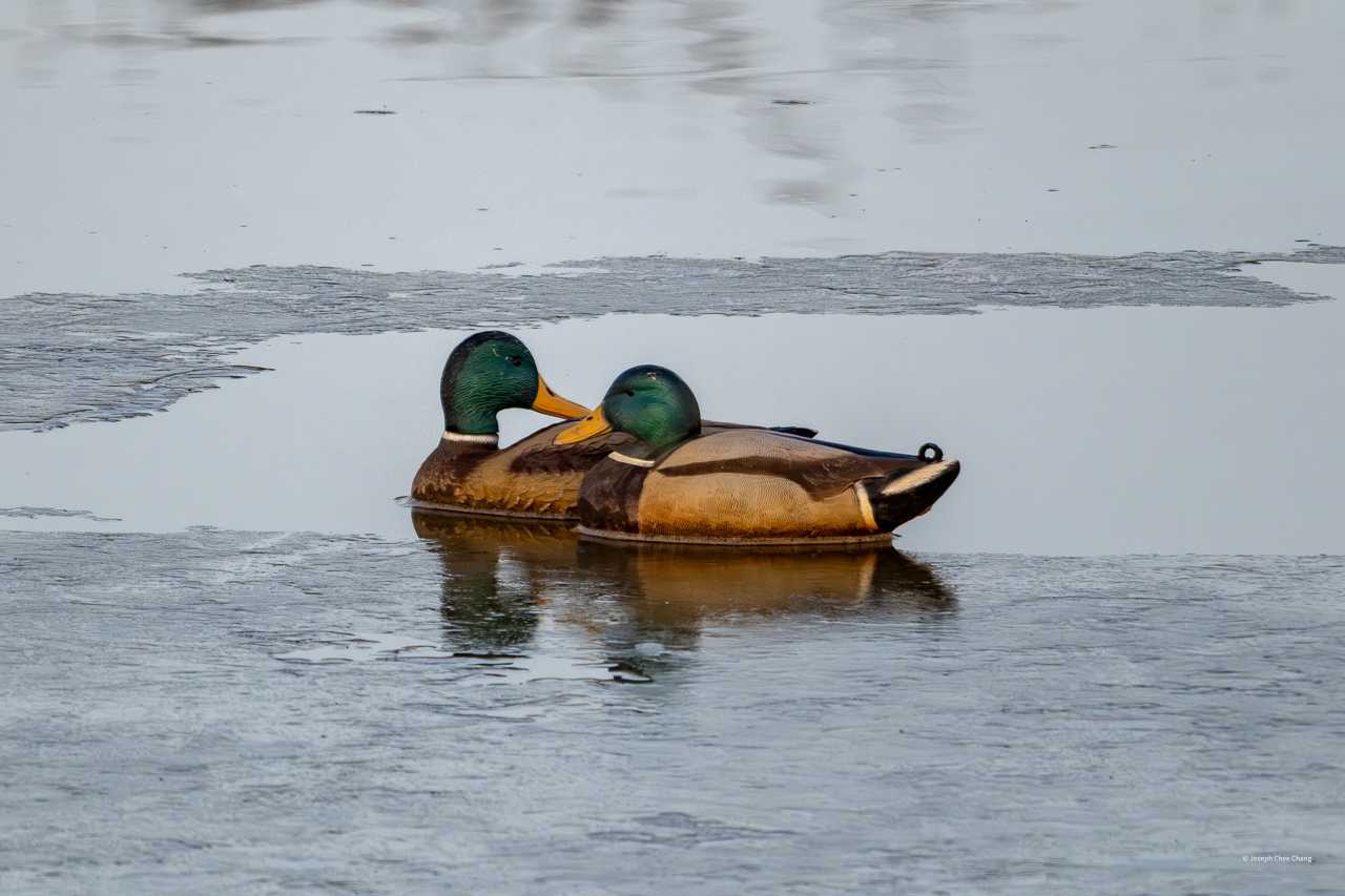 Mallard at Fir Island
