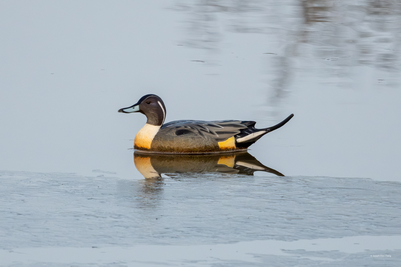 Northern Pintail at Fir Island
